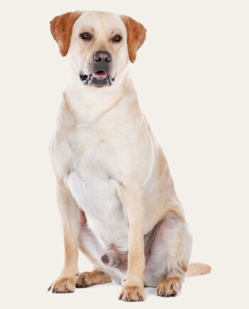 labrador-guia-racas