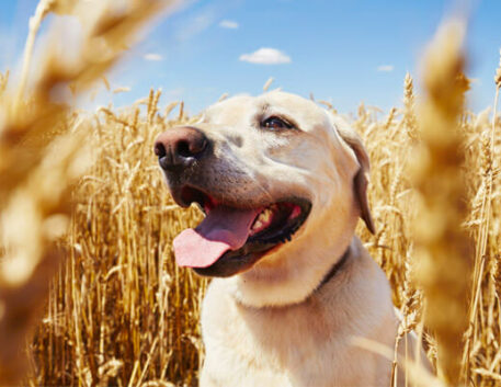 labrador-saudavel
