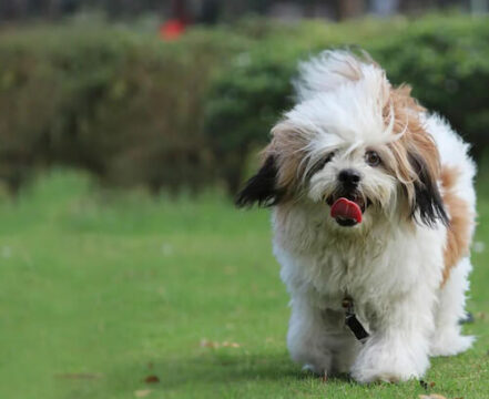 lhasa-apso