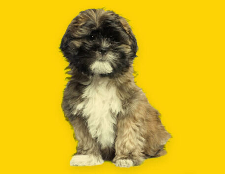 lhasa-apso-filhote