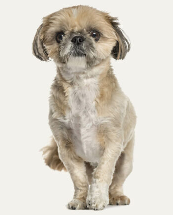 lhasa-apso-guia-racas