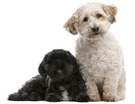 lhasa-apso-saudavel