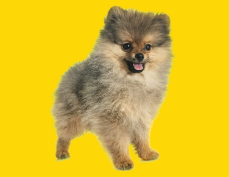 lulu-da-pomerania-filhote