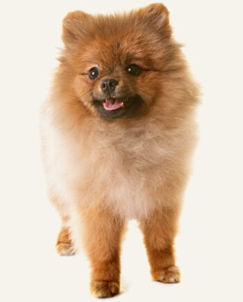 lulu-da-pomerania-guia-racas