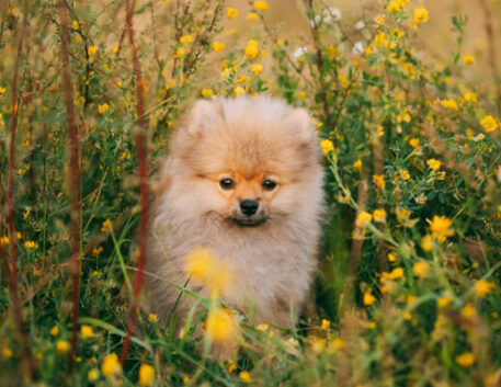 lulu-da-pomerania-saudavel