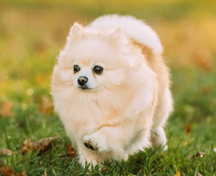 lulu-pomerania