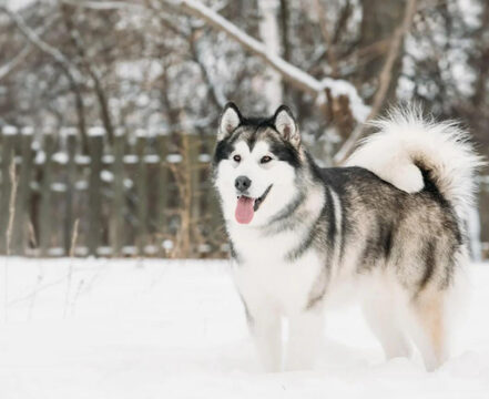 malamute-do-alasca