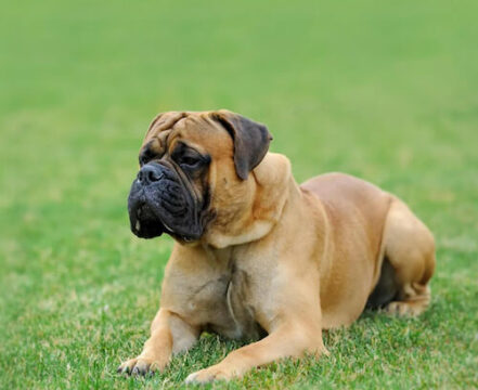 mastiff-1