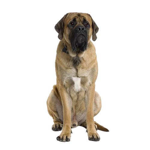 mastiff-dog