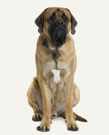 mastiff-guia-racas
