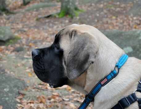 mastiff-saudavel