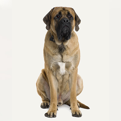 mastiff