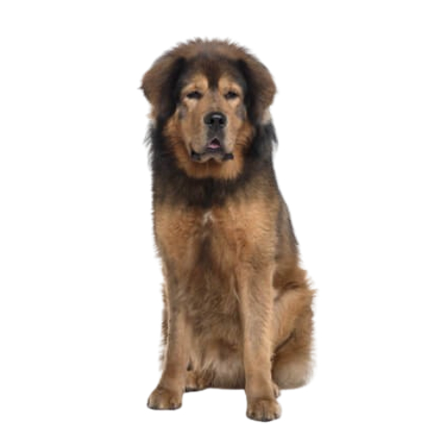 mastim-tibetano-2