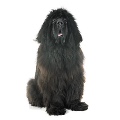 mastim-tibetano-3