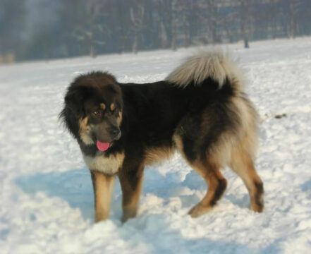 mastim-tibetano