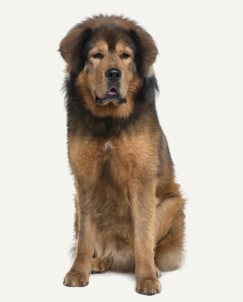 mastim-tibetano-guia-racas
