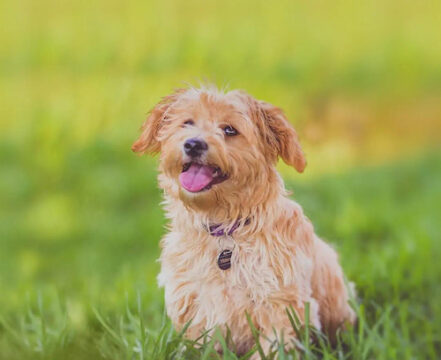 norfolk-terrier