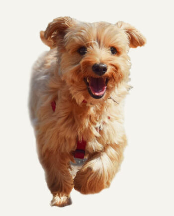 norfolk-terrier-guia-racas