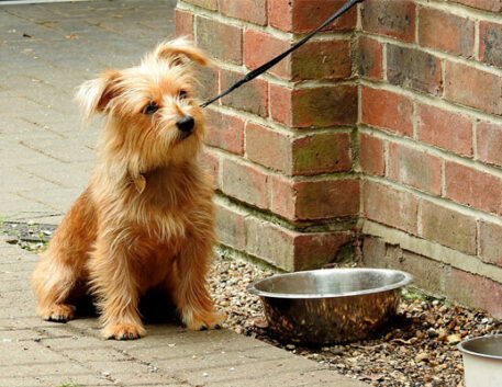 norfolk-terrier-saudavel