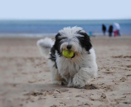 old-english-sheepdog