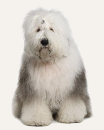 old-english-sheepdog-guia-racas