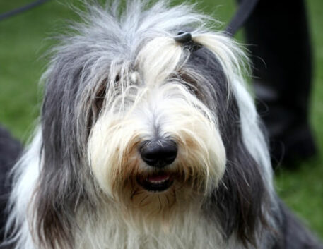 old-english-sheepdog-saudavel
