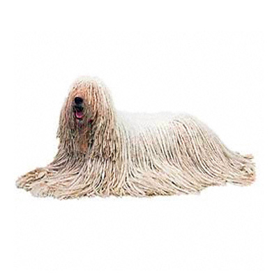 pastor-bergamasco