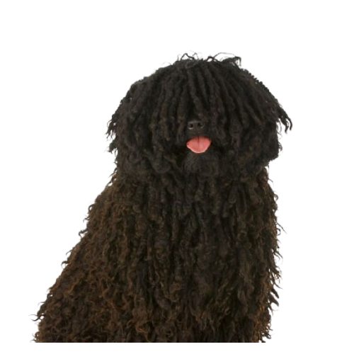 puli