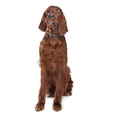 setter-irlandes-relacionada