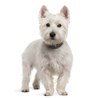 west-highland-terrier