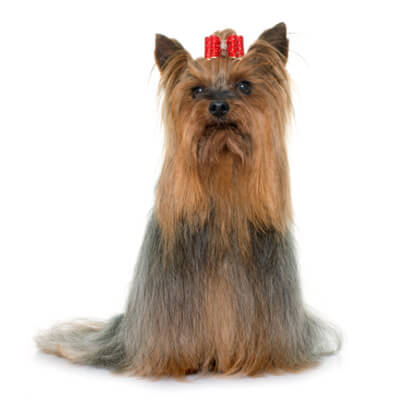 yorkshire-terrier