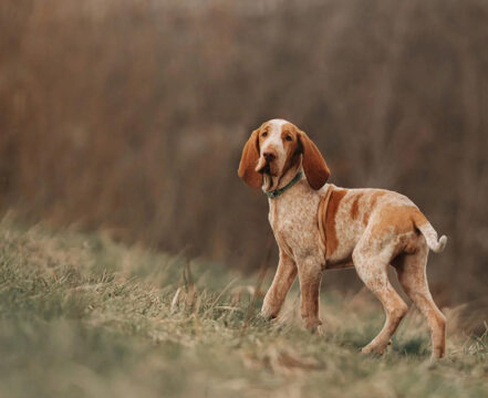 Braco-Italiano