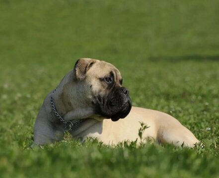 Bullmastiff-