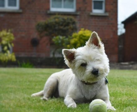 Cairn-Terrier