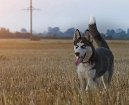 Husky-Siberiano