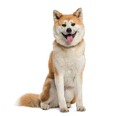akita-inu-petz