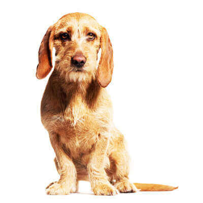 basset-fulvo-da-bretanha