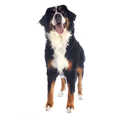 bernese