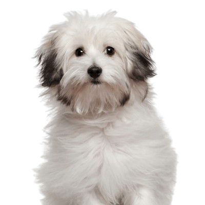 bichon-bolognese-removebg-preview