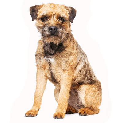 border-terrier