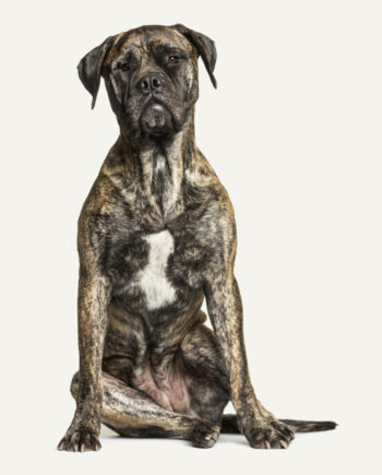 bullmastiff-guia-racas