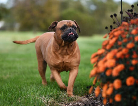 bullmastiff-saudavel