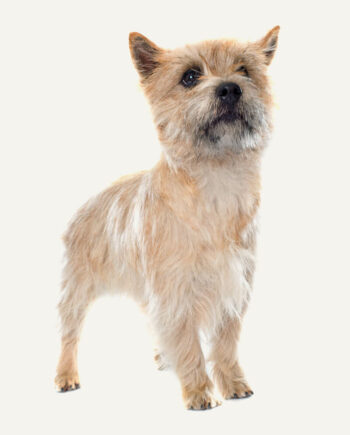 cairn-terrier-guia-racas