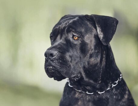 cane-corso-brincando-1