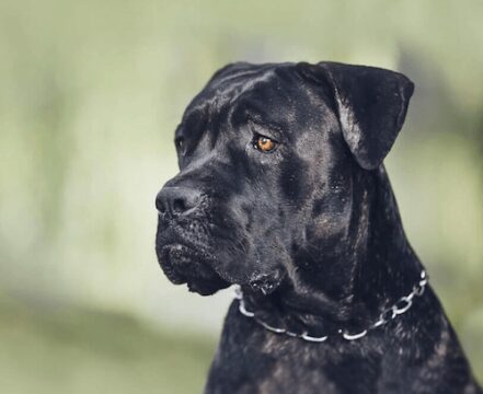 cane-corso-brincando