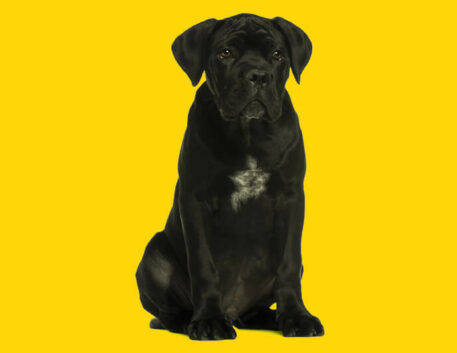 cane-corso-filhote