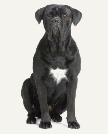 cane-corso-guia-racas