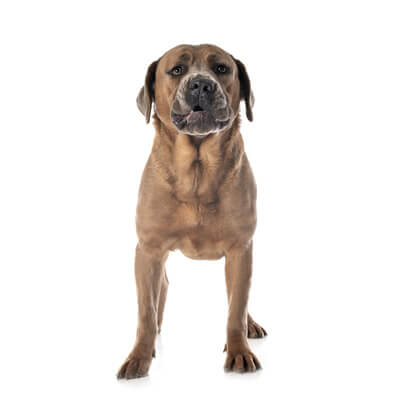 cane-corso