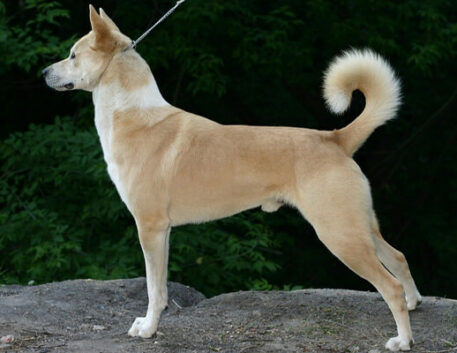 cao-de-canaa-saudavel