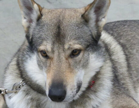 cao-lobo-checoslovaco-saudavel
